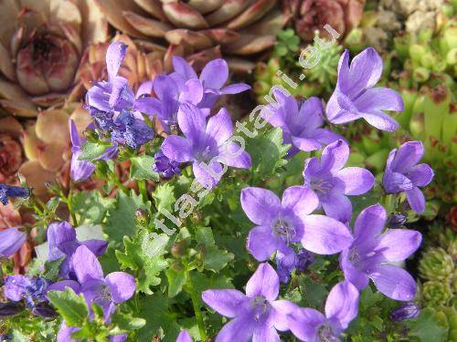 Campanula portenschlagiana Roem. et Schult. (Campanula muralis Port. ex A. DC.)