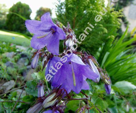 Campanula raddeana (Campanula raddeana Trauv.)