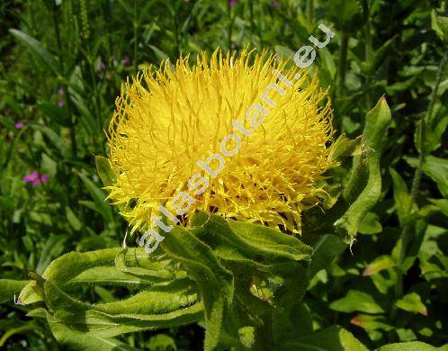 Centaurea macrocephala (Grossheimia macrocephala (Willd.) Sosnovski et Takhtad�.)