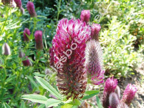 Trifolium rubens L.