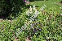 Clematis integrifolia L. (Viorna integrifolia (L.) Spach, Coriflora integrifolia (L.) Weber, Clematis nutans Crantz)
