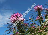 Cleome spinosa (Cleome spinosa Jacq., Tarenaya spinosa (Jacq.) Raf.)