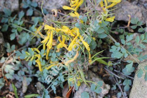 Corydalis wilsonii (Corydalis wilsonii Brown, Fumaria)