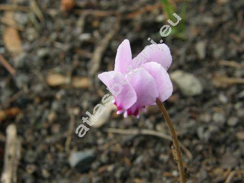 Cyclamen purpurascens Mill. (Cyclamen europaeum auct.)