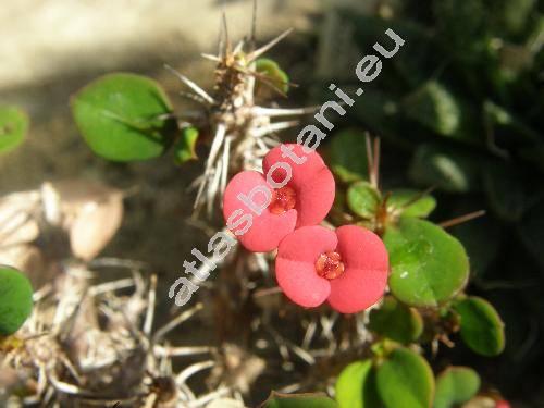 Euphorbia milii (Tithymalus, Steringmanthe splendens, Euphorbia splendens Boj., Euphorbia milii Des Moul.)