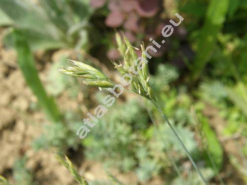 Festuca pallens Host (Festuca glauca auct., Festuca duriuscula auct., Festuca cinerea auct.)