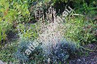 Festuca pallens Host (Festuca glauca auct., Festuca duriuscula auct., Festuca cinerea auct.)