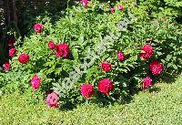 Paeonia officinalis L. (Paeonia peregrina Mill., Paeonia feminea (L.) Mill.)