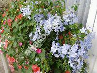 Plumbago auriculata Lam. (Plumbago capensis Thunb.)