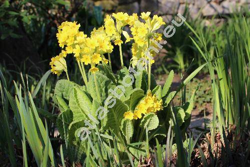 Primula elatior (L.) Hill (Primula montana)