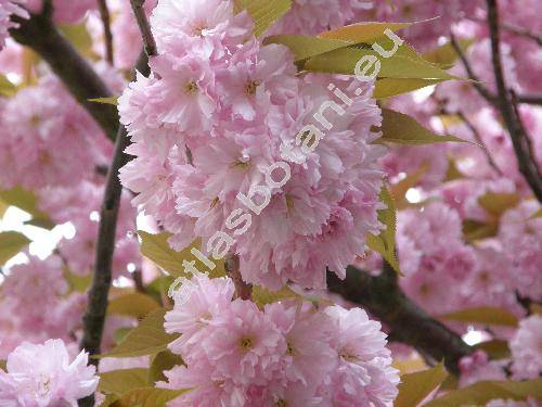 Prunus serrulata Lindl. (Padus serrulata (Lindl.) Sokolov, Cerasus serrulata (Lindl.) Loud.)