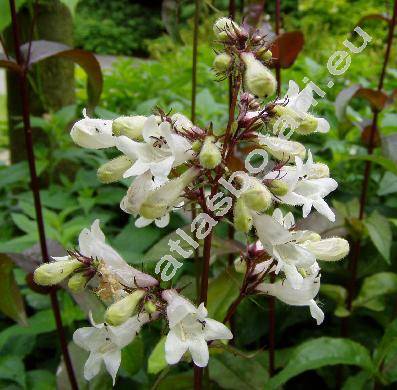 Penstemon digitalis (Penstemon digitalis Nutt. ex Sims)