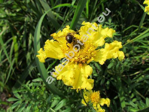 Tagetes erecta L.