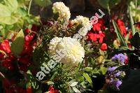 Tagetes erecta L.