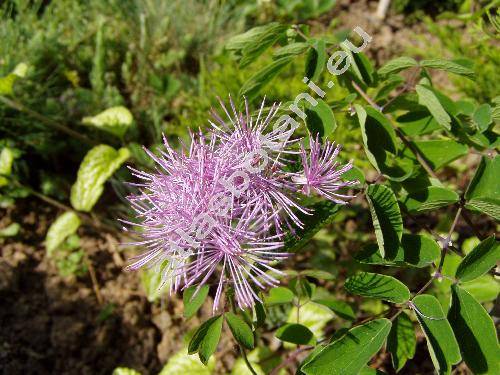 Thalictrum aquilegiifolium L. (Thalictrum atropurpureum Jacq., Ruprechtia aquilegifolia (L.) Opiz, Tripterium pauciflorum (Schur) Schur, Leucocoma aquilegiifolia (L.) Nieuw.)