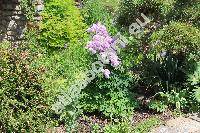 Thalictrum aquilegiifolium L. (Thalictrum atropurpureum Jacq., Ruprechtia aquilegifolia (L.) Opiz, Tripterium pauciflorum (Schur) Schur, Leucocoma aquilegiifolia (L.) Nieuw.)