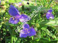 Tradescantia x andersoniana Ludw. et Rohw. 'Blue Stone' (Tradescantia virginiana hort.)