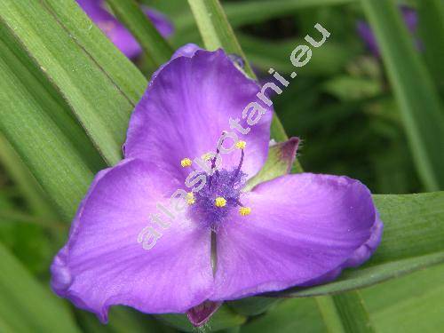 Tradescantia x andersoniana Ludw. et Rohw. 'Blue Stone' (Tradescantia virginiana hort.)
