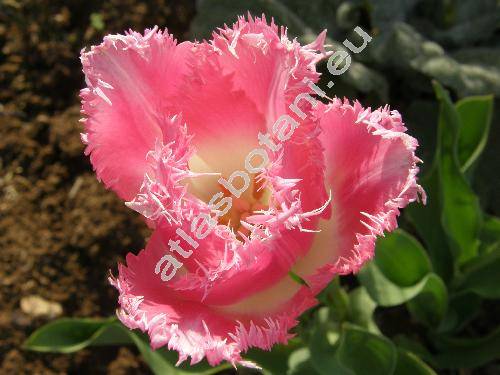 Tulipa 'Fancy Frills'