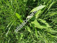 Plantago lanceolata L.