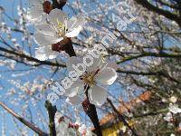 Prunus armeniaca L. (Armeniaca vulgaris Lamk.)