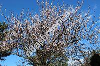 Prunus armeniaca L. (Armeniaca vulgaris Lamk.)
