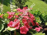 Petunia x atkinsiana (Petunia x hybrida Vilm., Petunia x atkinsiana Don ex Loud.)