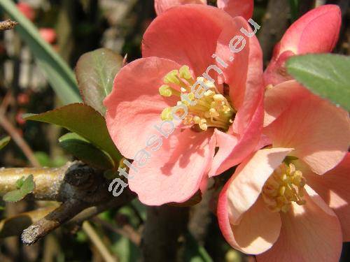 Chaenomeles japonica (Chaenomeles japonica (Thunb.) Lindl., Cydonia maulei Moore, Choenomeles)