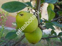 Chaenomeles japonica (Chaenomeles japonica (Thunb.) Lindl., Cydonia maulei Moore, Choenomeles)