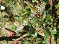 Chaenomeles japonica (Chaenomeles japonica (Thunb.) Lindl., Cydonia maulei Moore, Choenomeles)