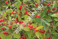 Lonicera xylosteum L. (Caprifolium xylosteum L., Caprifolium dumetorum Lam.)