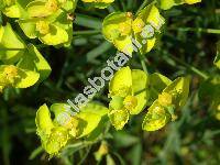 Euphorbia cyparissias L. (Tithymalus cyparissias (L.) Hill)
