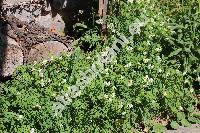 Corydalis ochroleuca (Corydalis ochroleuca Koch, Fumaria alba Mill., Pseudofumaria alba (Mill.) Lid.)