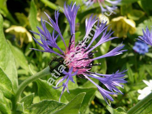 Centaurea montana L. (Cyanus montanus (L.) Hill)