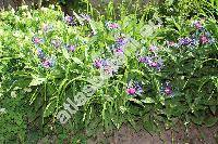 Centaurea montana L. (Cyanus montanus (L.) Hill)