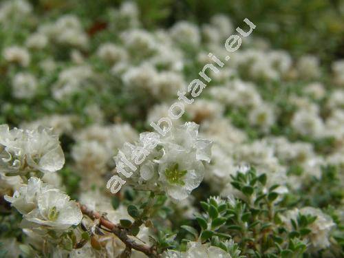 Paronychia kapela (Paronychia subsp. serpyllifolia (Chaix) DC., Paronychia argentea, Illecebrum)