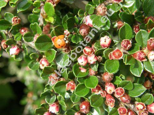 Cotoneaster horizontalis Decne. (Cotoneaster davidiana, Cotoneaster davidianus hort. ex Dipp.)