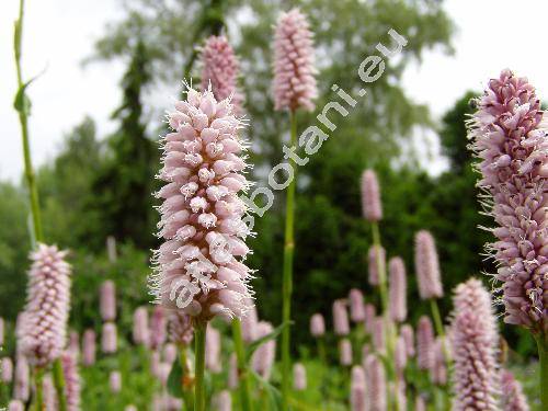 Bistorta major Gray (Polygonum bistorta L., Bistorta officinalis Delarbe, Persicaria)