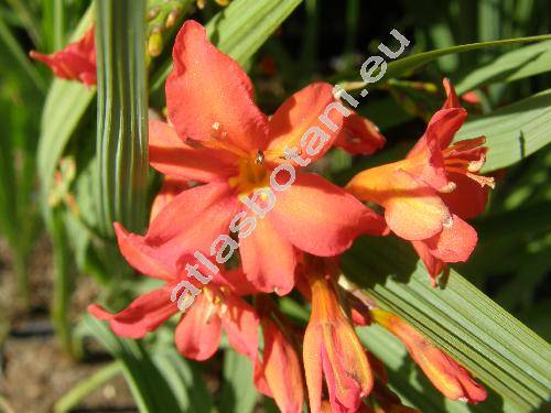 Crocosmia x crocosmiiflora (Lem.) Br. (Montbretia crocosmiiflora Lem., Tritonia crocosmiiflora (Lem.) Nichol., Crocosmia latifolia (Lem.) Nichol.)