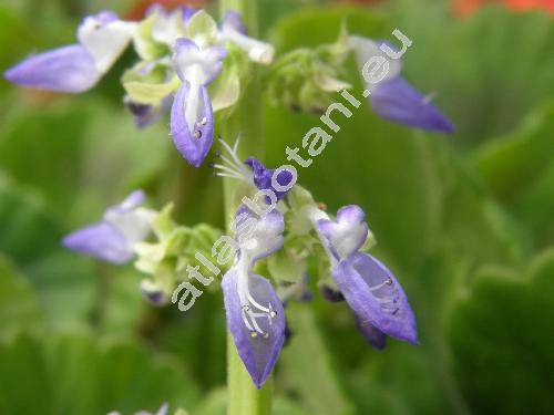 Coleus x blumei Benth.