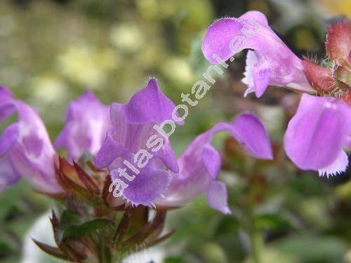 Prunella grandiflora (L.) Scholl. (Prunella vulgaris var. grandiflora L., Prunella alpina, Brunella grandiflora (L.) Moench)