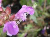Prunella grandiflora (L.) Scholl. (Prunella vulgaris var. grandiflora L., Prunella alpina, Brunella grandiflora (L.) Moench)