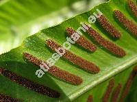 Phyllitis scolopendrium (L.) Newman (Asplenium scolopendrium L., Scolopendrium officinarum Sw.)