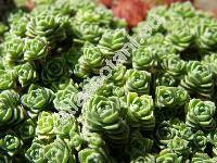 Crassula setulosa Harv.