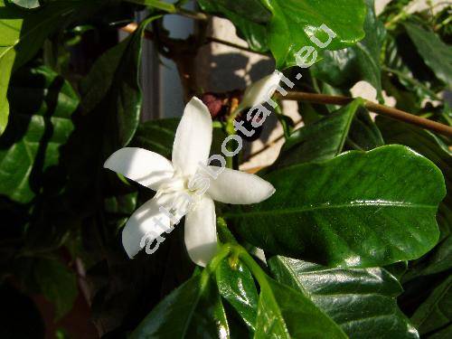 Coffea arabica L. (Coffea vulgaris Moench, Coffea laurifolia Salisb.)