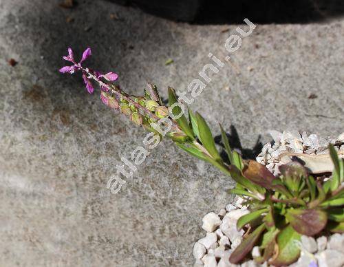 Polygala calcarea Schultz (Polygala timbali Le Grand)