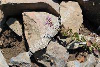 Polygala calcarea Schultz (Polygala timbali Le Grand)