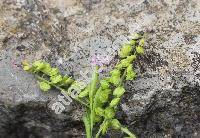 Polygala calcarea Schultz (Polygala timbali Le Grand)