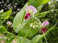 Pisum sativum L. subsp. arvense (Pisum arvense L., Pisum sativum subsp. arvense (L.) �elak.)