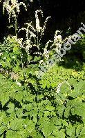 Cimicifuga europaea (Cimicifuga europaea Schipcz., Cimicifuga foetida auct., Actaea racemosa Gener.)